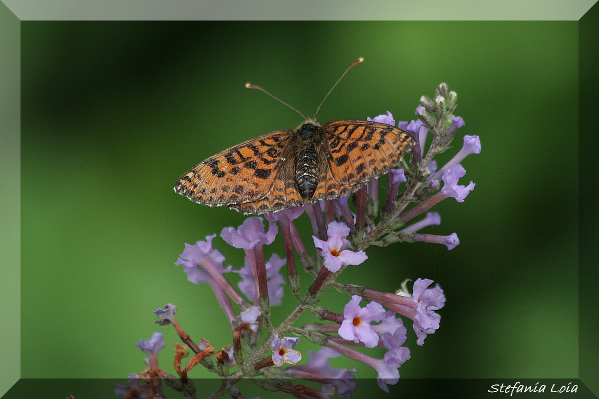 Melitaea didyma